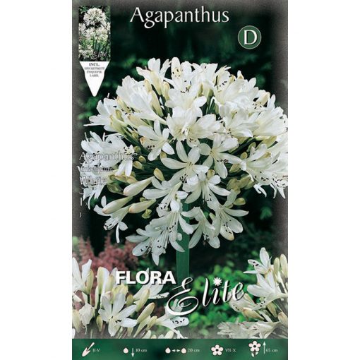 802270 Agapanthus White