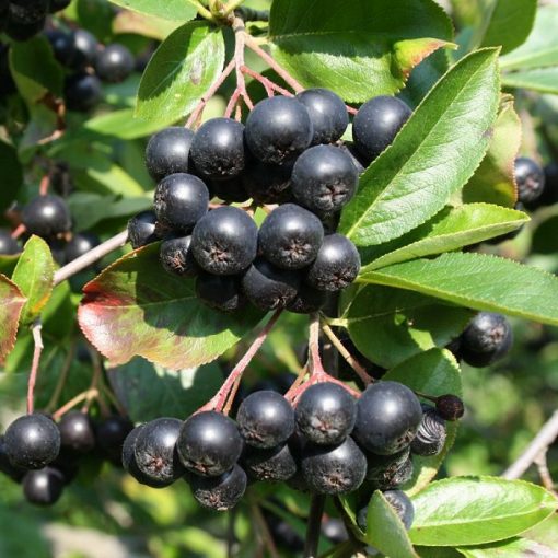 Fruitful shrub – Aronia 12169