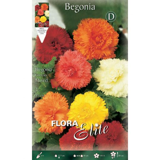 810671 Begonia - Μπιγκόνια Fimbriata Mix
