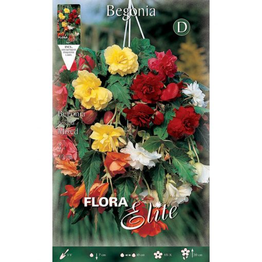 812422 Begonia - Μπιγκόνια Pendula Mix