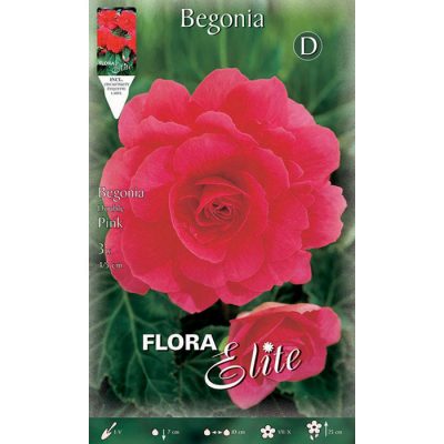 807527 Begonia Double Pink