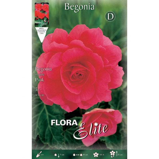 807527 Begonia Double Pink