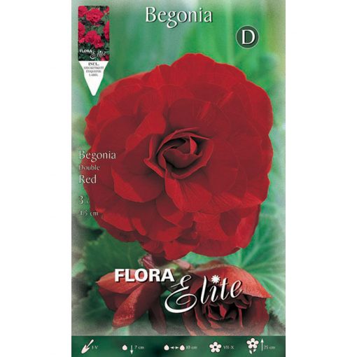 807176 Begonia - Μπιγκόνια Double Red