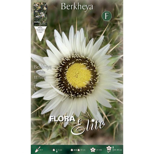 788765 Berkheya - Μπερκχέια Cirsiifolia