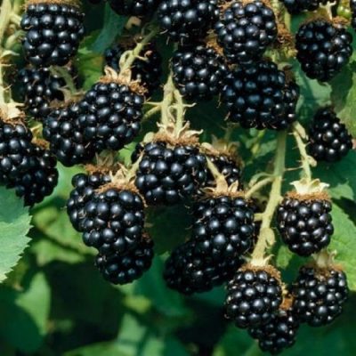Fruitful shrub – Blackberry 12016
