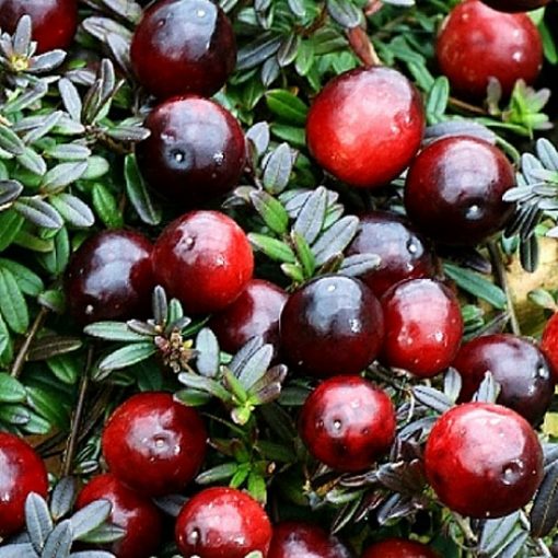 Fruitful shrub – Cranberry 12101