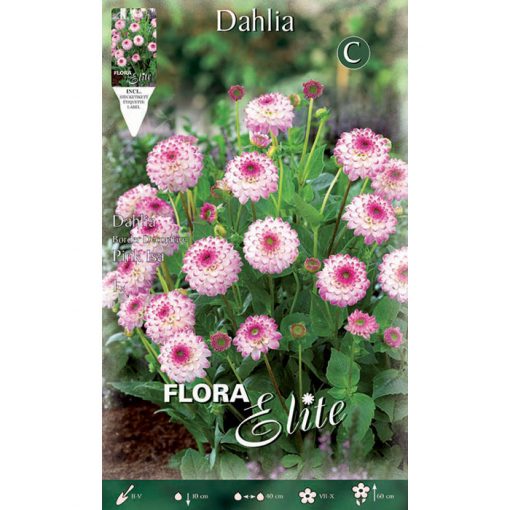 792069 Dahlia - Ντάλια Pink Isa