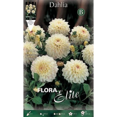 673542 Dahlia - Ντάλια Wittem