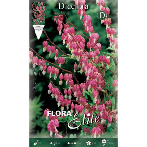 822223 Dicentra - Δισέντρα Spectabilis Pink