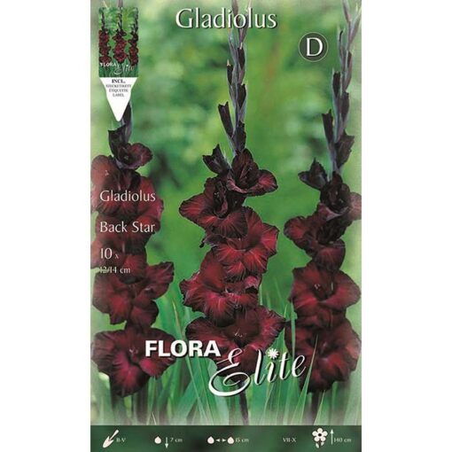 814310 Gladiolus – Γλαδιόλα Black Star