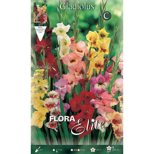 783371 Gladiolus Butterfly Mixed