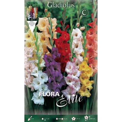 763779 Gladiolus - Γλαδιόλα Large Flowered Mixed