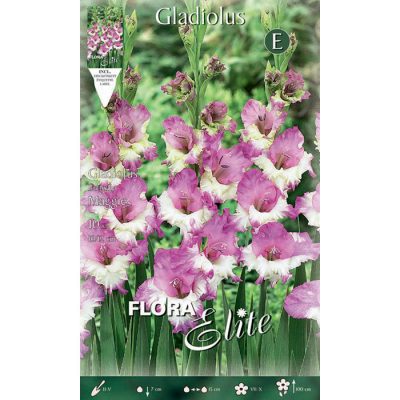 517310 Gladiolus - Γλαδιόλα Maggie