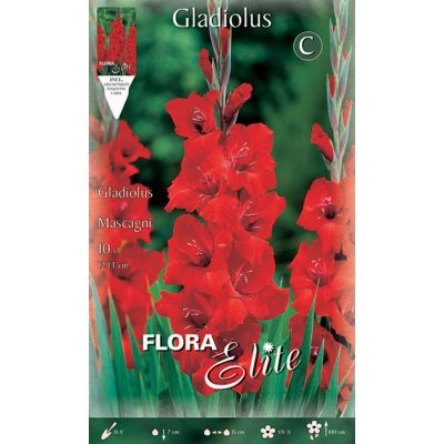 729478 Gladiolus - Γλαδιόλα Mascagni