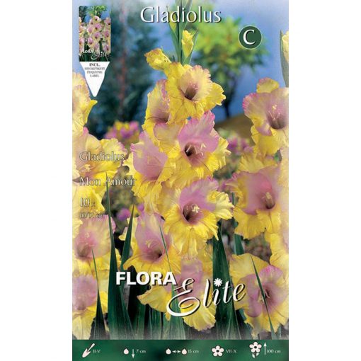 516955 Gladiolus - Γλαδιόλα Mon Amour