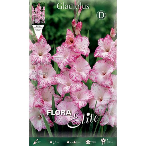 788680 Gladiolus - Γλαδιόλα My Love