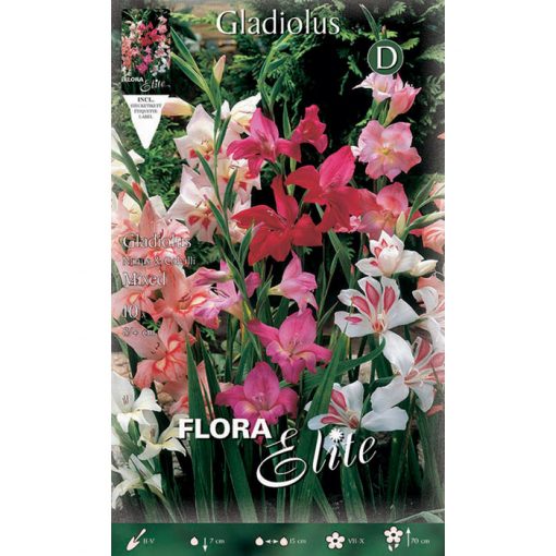 788277 Gladiolus - Γλαδιόλα Nanus Colvillei Mixed