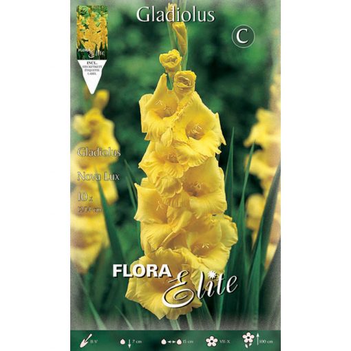 734373 Gladiolus - Γλαδιόλα Nova Lux