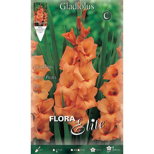 739279 Gladiolus - Γλαδιόλα Peter Pears