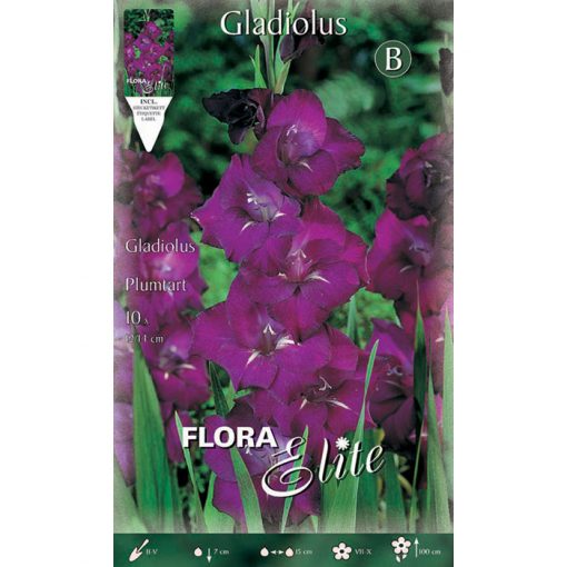 740046 Gladiolus Plumtart