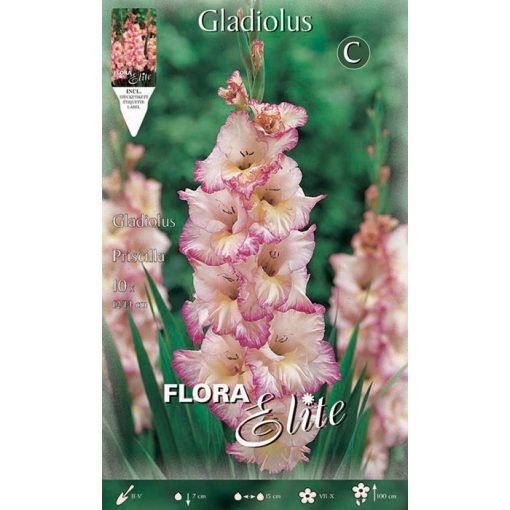 744174 Gladiolus Priscilla