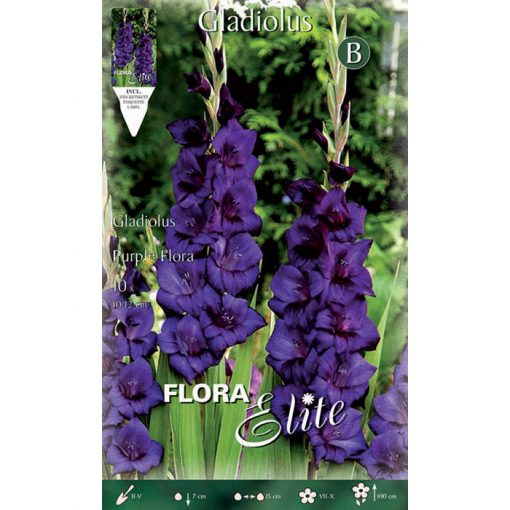 785481 Gladiolus - Γλαδιόλα Purple Flora