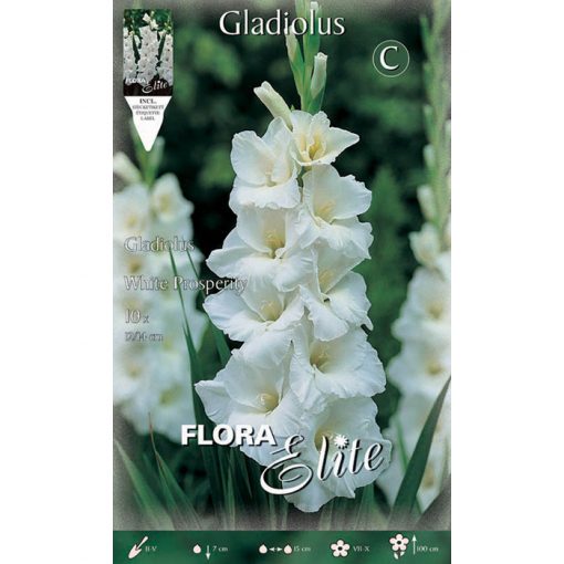 758874 Gladiolus White Prosperity