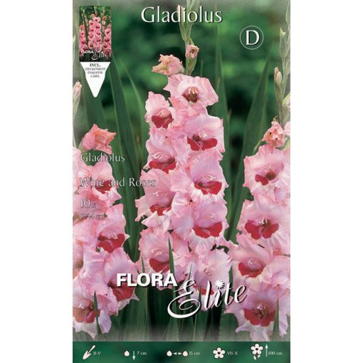517099 Gladiolus - Γλαδιόλα Wine and Roses