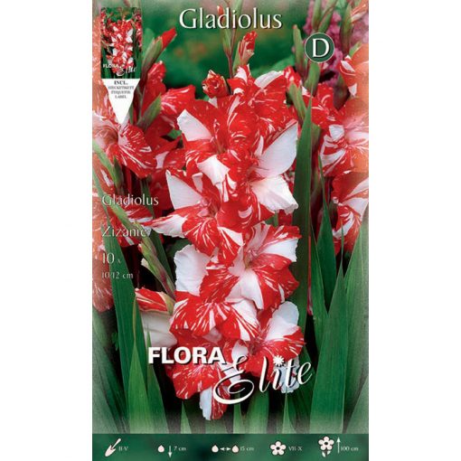 786013 Gladiolus Zizanie