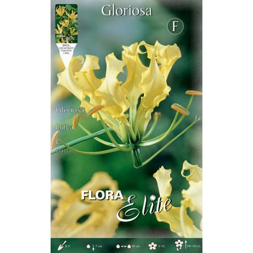 789762 Gloriosa - Γκλοριόζα Lutea