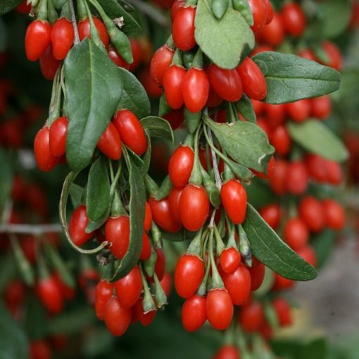 Fruitful shrub – Goji Berry 12146