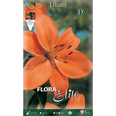 840630 Lilium - Λίλιουμ Orange