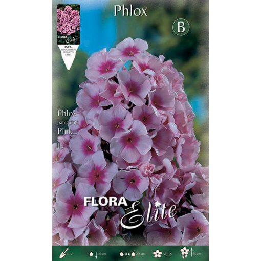 844973 Phlox - Φλοξ Paniculata Pink