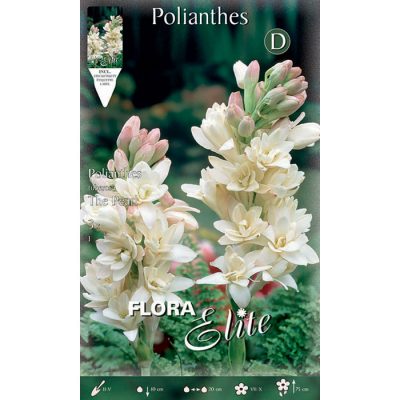 847073 Polianthes - Πολιανθές Υάκυνθος Tuberosa