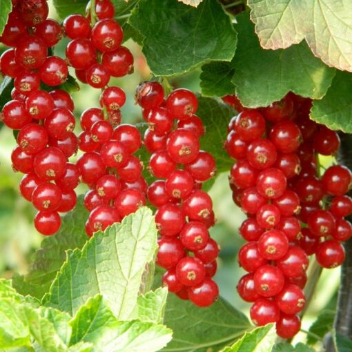 Fruitful shrub – Redcurrant 12075