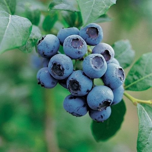 Fruitful shrub – Blueberry 12043
