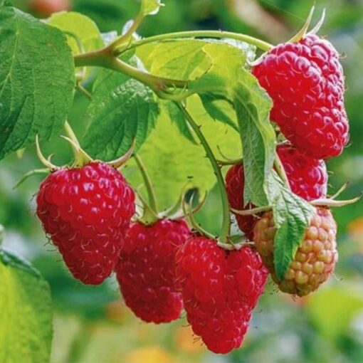 Fruitful shrub – Raspberry 12051