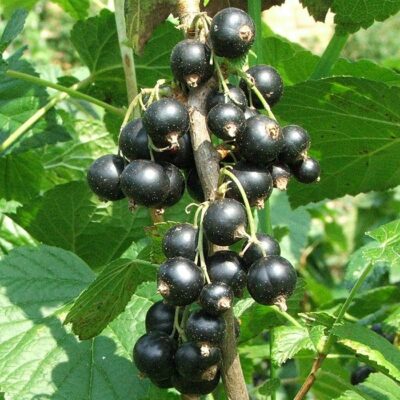 Fruitful shrub – Blackcurrant 12077