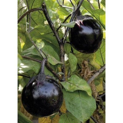 13802 Ronde de Valence BIO - Μελιτζάνα - Solanum melongena