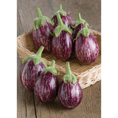 13803 Calliope F1 - Solanum melongena