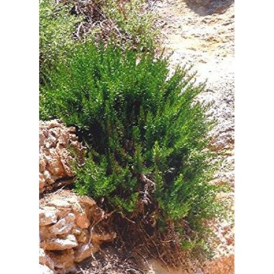 17520 Rosmarinus officinalis "Provence" - Δενδρολίβανο