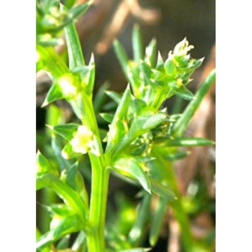 17530 Salsola komarvoii - Ιαπωνικό Αλμυρίδι - Αλμύρα