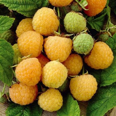 Fruitful shrub – Raspberry 12036