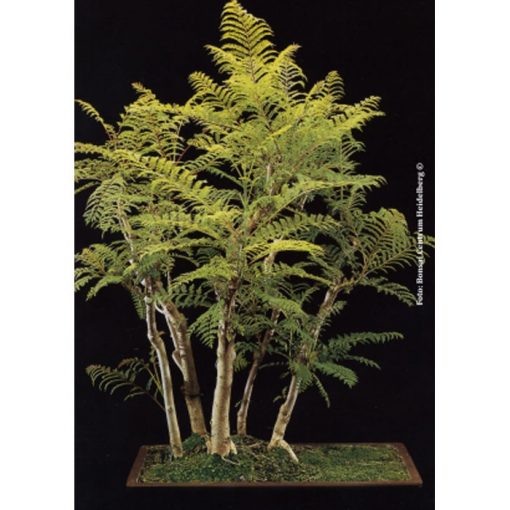 Σπόροι Bonsai – 14340 Jacaranda mimosafolia