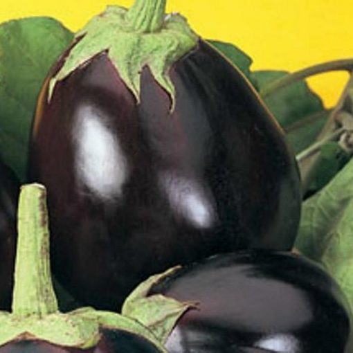 PR 7906 Violetta di New York - Μελιτζάνα - Solanum melongena