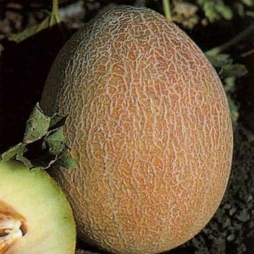 DF 6012 Ananas - Πεπόνι (Cucumis melo)