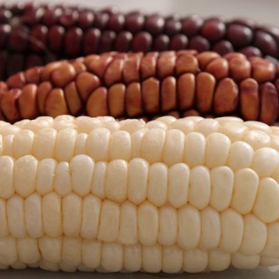 Corn Seeds – DF 98741 Trilogie (Zea mays sacharata)