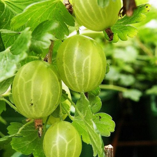Fruitful shrub – Gooseberry white 12057