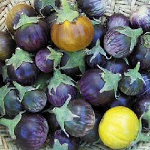ΜΤ 7003 Purple Tiger Stripe - Solanum melongena