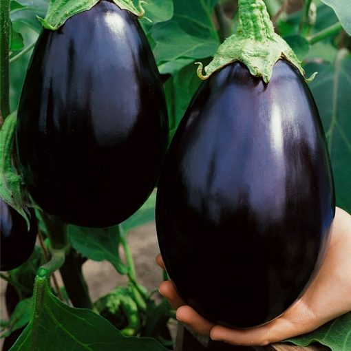 ΜΤ 7006 Black Beauty - Μελιτζάνα - Solanum melongena
